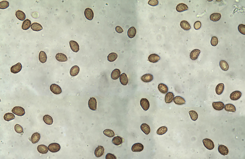 Cortinarius vernus mikro